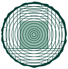 Image de couleur verte illustrant une coupe transversale de bois